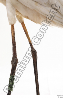 Stork  2 leg 0003.jpg